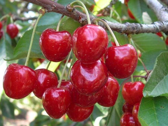 Ciliegia dell’Etna DOP