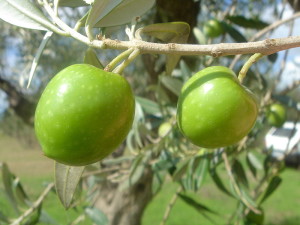 Scopri di più sull'articolo Nocellara del Belice DOP