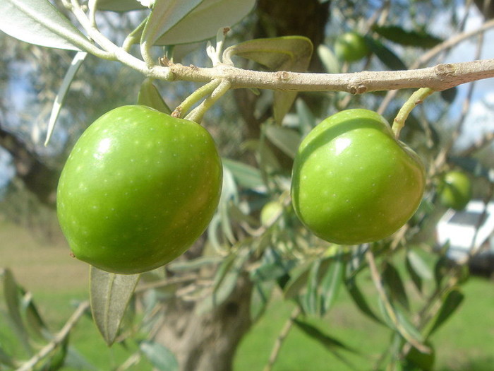 Nocellara del Belice DOP