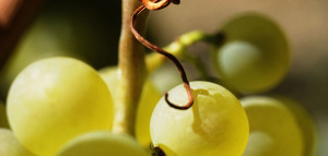 Scopri di più sull'articolo La distillazione dello spirito di vino