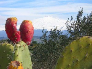 Scopri di più sull'articolo Fico d’India dell’Etna DOP