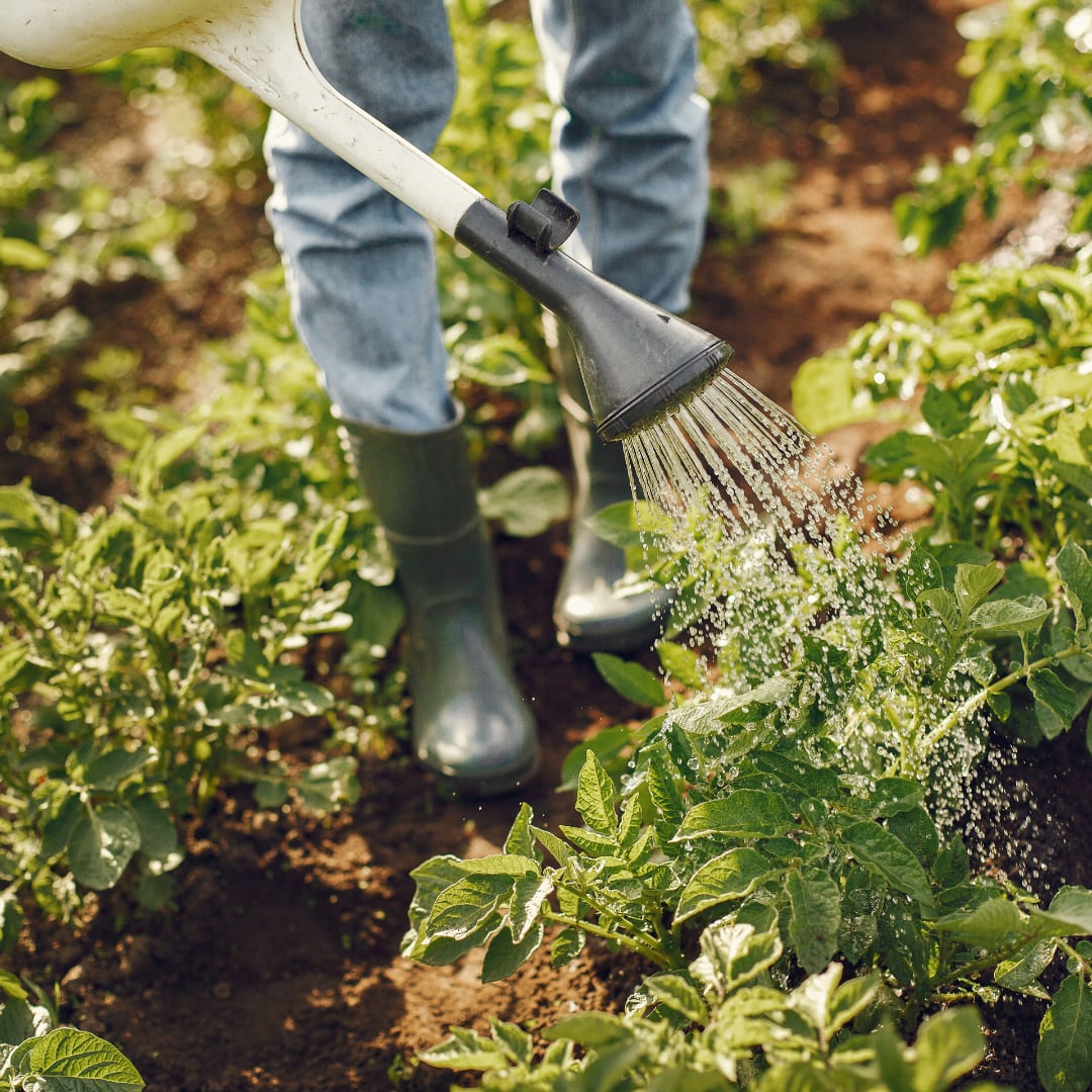 agrifood-corso-albatros